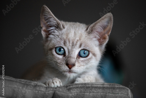 Siamese cats are known for their striking appearance, with a sleek, slender body, almond-shaped blue eyes, and a short coat with color points on the ears, face, paws, and tail.