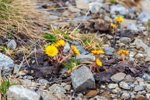 Coltsfoot flowers (Tussilago farfara) on meadow