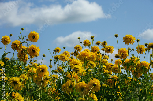Yellow rudbeckia flowers in a summer meadow