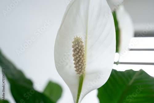 Roślina domowa, zielona, skrzydłokwiat z białymi kwiatami