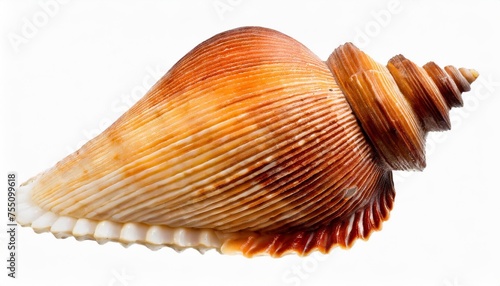 pecten sea shell cut out