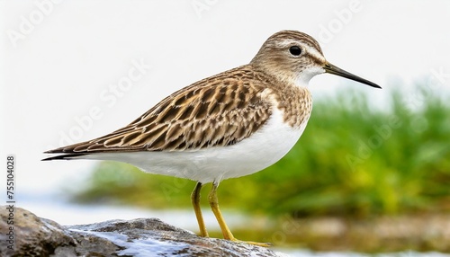 common sandpiper actitis hypoleucos png isolated on transparent background