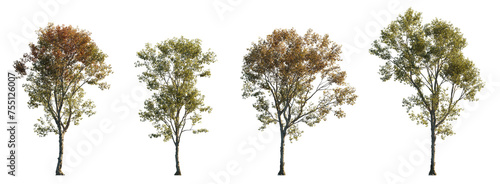 Morus alba frontal tree set (white, common, russian, silkworm mulberry) street summer isolated png on a transparent background perfectly cutout 