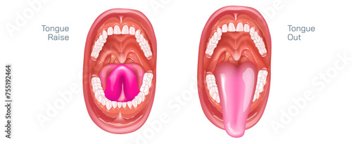 Tongue out and tongue raised vector illustration. mouth wide open and the oral cavity aspects include the lips, tongue, palate, and teeth. Although a small compartment, the oral cavity is a unique.