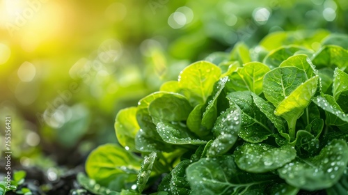 Close-up of fresh organic spinach leaves glistening with morning dew in a vegetable garden.