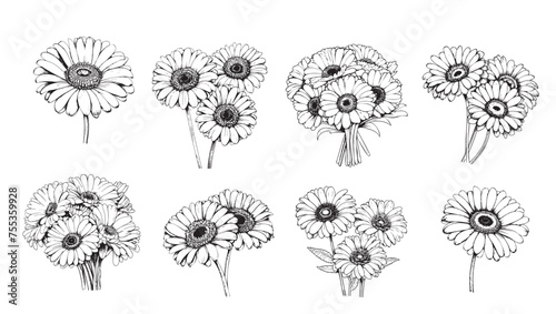 Gerbera flowers set. Line art sketch vector illustration.