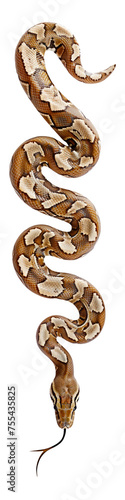 Snake boa constrictor. Isolated on transparent background.