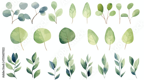 Leaf eucalyptus watercolor. Hand painting floral bot