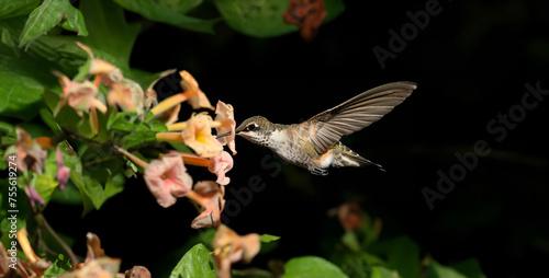 A hummingbird hawk-moth hovers gracefully around flowers, mimicking the bird's behavior and colors to deceive predators and access nectar photography