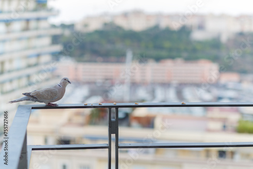 Dove sitting on railing of balcony on background of bay of La Condamine