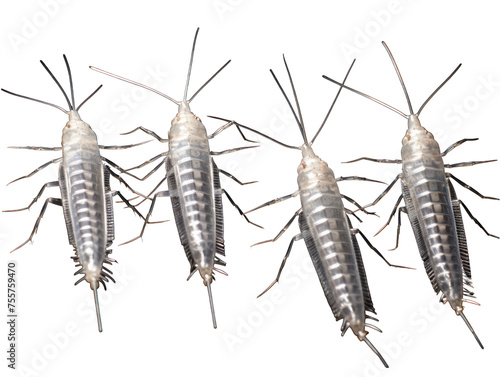 silverfish collection set isolated on transparent background, transparency image, removed background