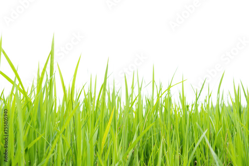 Grass or rice seedlings isolated on white background. Environmental scene.