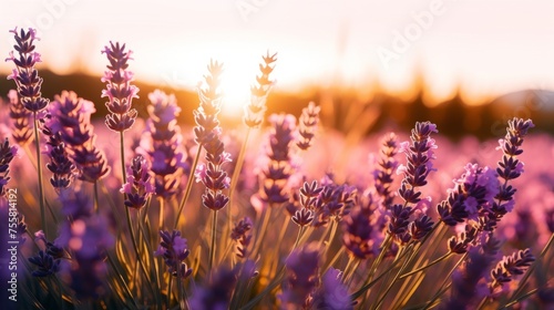 The golden hour glow on a field of lavender