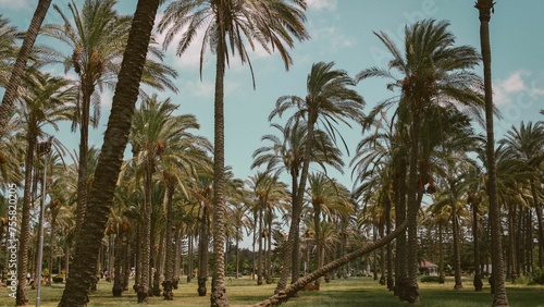 palm, tree, tropical, sky, beach, nature, trees, sea, coconut, palms, travel, summer, island, palm tree, 