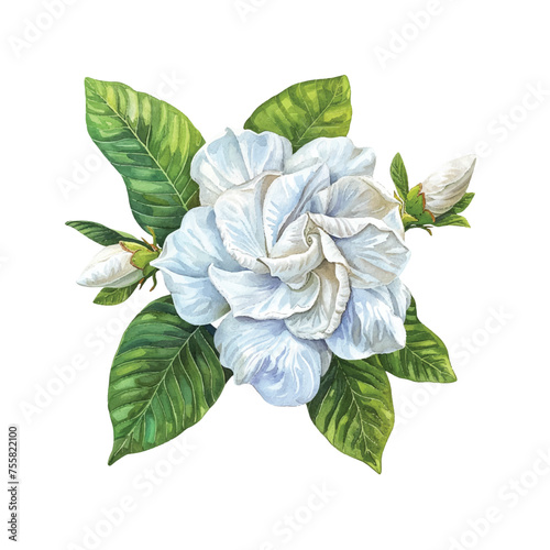 beautiful gardenia flower vector illustration in watercolour style
