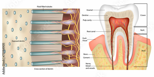 Tooth Anatomy. Cross-section of dentin. Dentinal tubules. Anatomy and Histology. Dentinal tubules