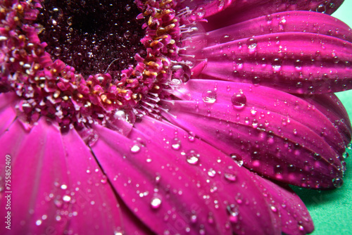 Makrofotografering av blommor avslöjar krångligheter som ofta går obemärkt förbi. I dessa närbilder kommer kronbladens struktur till liv – ömtåliga ådror, små pollenkorn och subtila hårstrån.