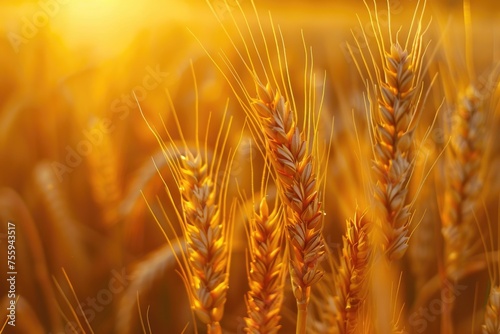 A close up of a bunch of wheat in a field. Perfect for agricultural or nature concepts.