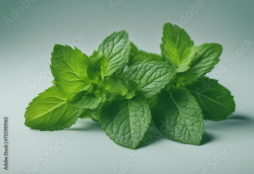 Collection of fresh mint leaves cut out