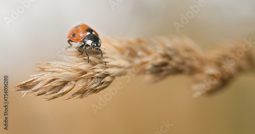 Ladybird on wheat. Red beetle, biocontrol insect in a farmers field. Macro entomology, coccinellidae. Concept of biocontrol, pest control and biodiversity on a farm crop.