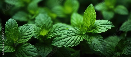 A closeup of mint leaves on a terrestrial plant, a type of flowering plant often used in cooking as fines herbes. Mint is a fragrant herb that belongs to the genus Mentha