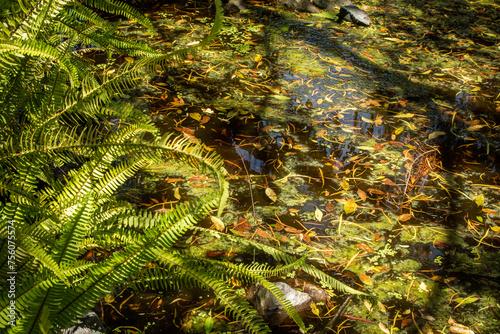 Aguas en reposo con hojas verdes