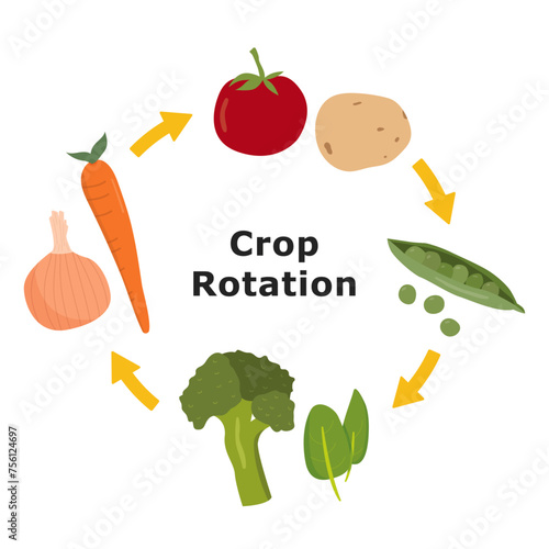 Crop rotation illustration. Agricultural growing cycle, informational graphic.