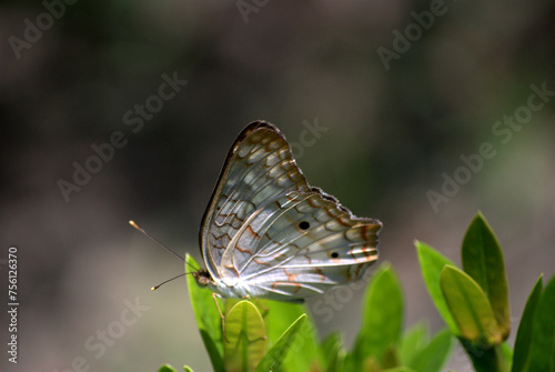 Mariposas,graciles criaturas que nos alegran los dias con su gracioso vuelo.