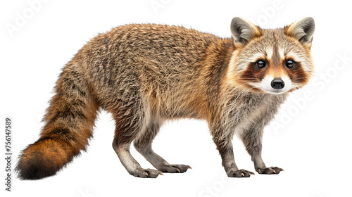 Lifelike image of a North American raccoon, depicted in its natural standing pose with detailed fur texture