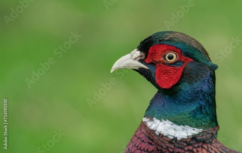 pheasant male in the zoo