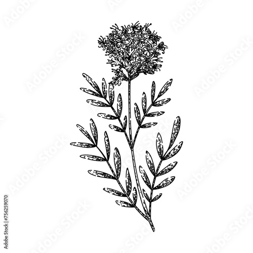 herb valerian hand drawn. herbal officinalis, organic texture, drawing baldrian herb valerian vector sketch. isolated black illustration