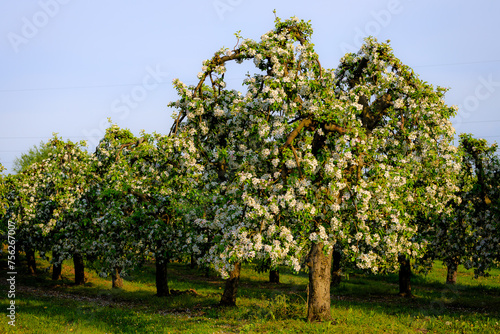 Kwitnące stare drzewa owocowe w maju