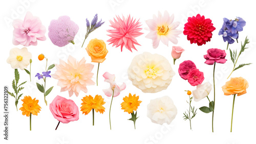 Set of different beautiful flowers on transparent background. 