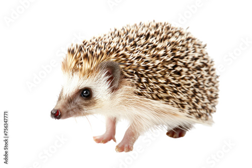 pygmy hedgehog cute pets Stopping walking Has beautiful striped fur