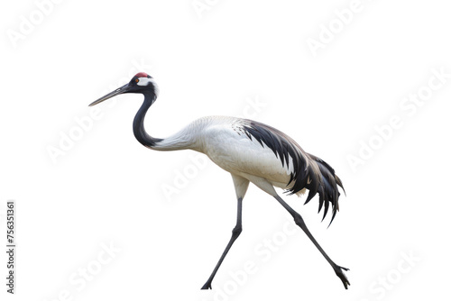 Black-headed White Egret walking with head down