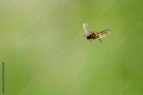 A marmalade hoverfly in flight against a defocused green background. 