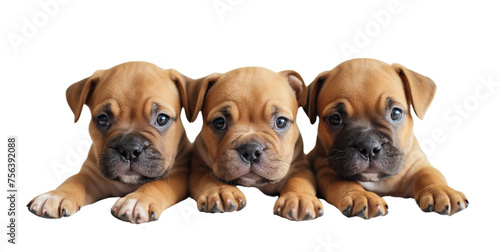 Bulldog breed of dog is centered on a white background. Image generated by AI