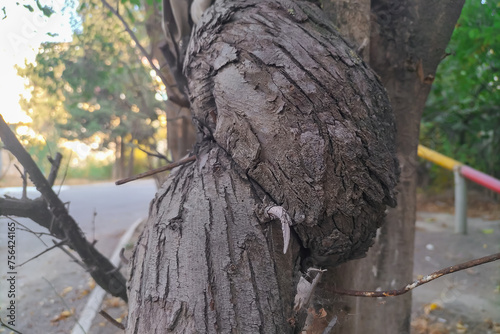 A crooked trunk of a small tree that has grown with pathology due to some unfavorable situations. Damage to the internal mental and external state in the course of life