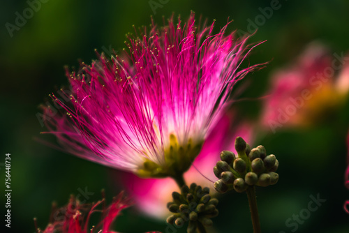 Pink flowers on albizia julibrissin tree, the persian silk tree, pink silk tree or mimosa tree, Fabaceae