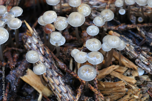 Mycena vulgaris, commonly known as vulgar bonnet, wild mushroom from Finland