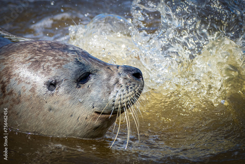 Playful Seal Captured in Murky Waters