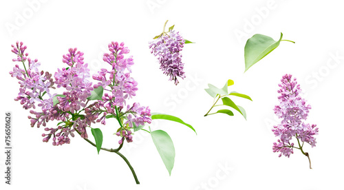 Lilac flowers and leaves isolated on a transparent background