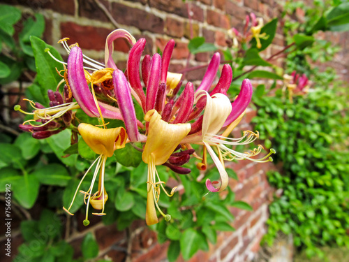 The Intricate flowers of the vine of a Perfoliate honeysuckle, Lonicera caprifolium, covering a garden wall.