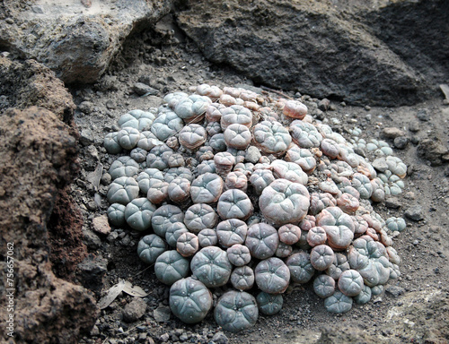 Lophophora williamsii also known as the peyote