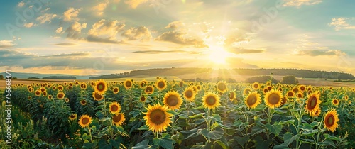Sunflower field at sunset with beautiful sky and sunflowers in full bloom. A picturesque scene of nature's beauty