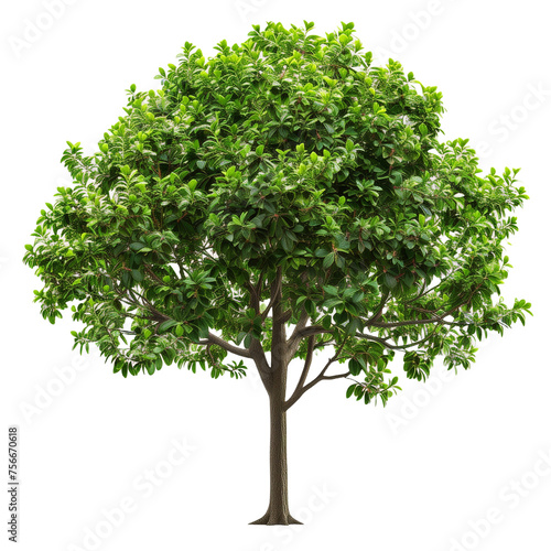 a realistic oak tree with a white background, PNG cutout on transparent