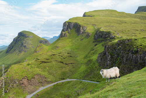 Scottish Blackface sheep standing on green grass on a remote mountain pasture