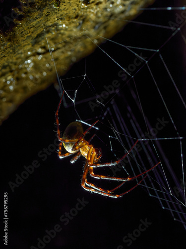 sieciarz jaskiniowy - pająk