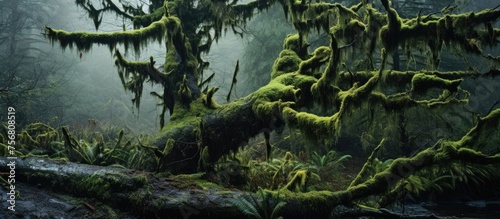 A fallen tree lies in a lush green forest, surrounded by mosscovered terrestrial plants and grass. The natural landscape is filled with water, trees, wood, and a variety of plant life