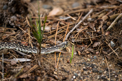 gopher snake slithering through the underbrush of the woods
